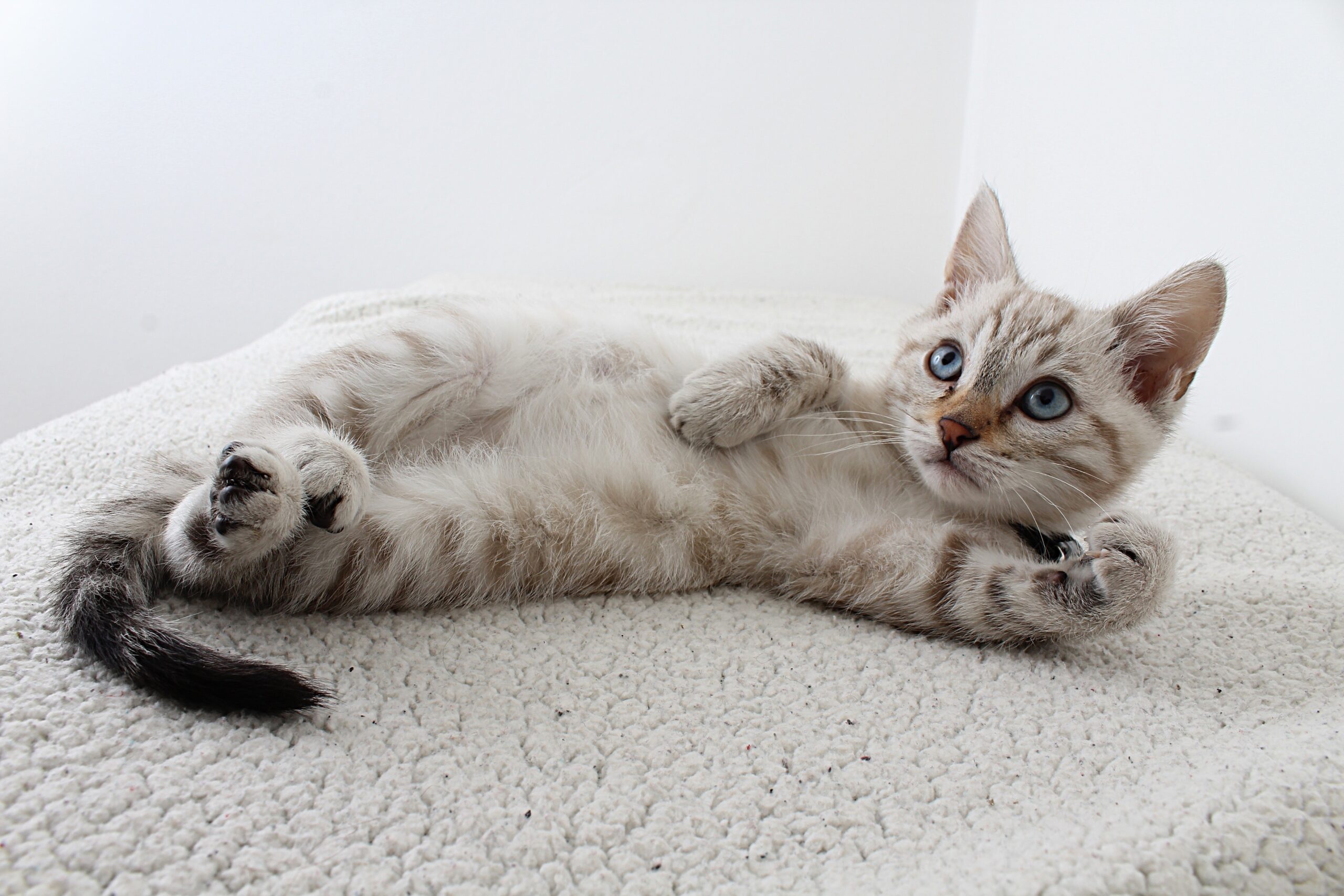 cute cat laying