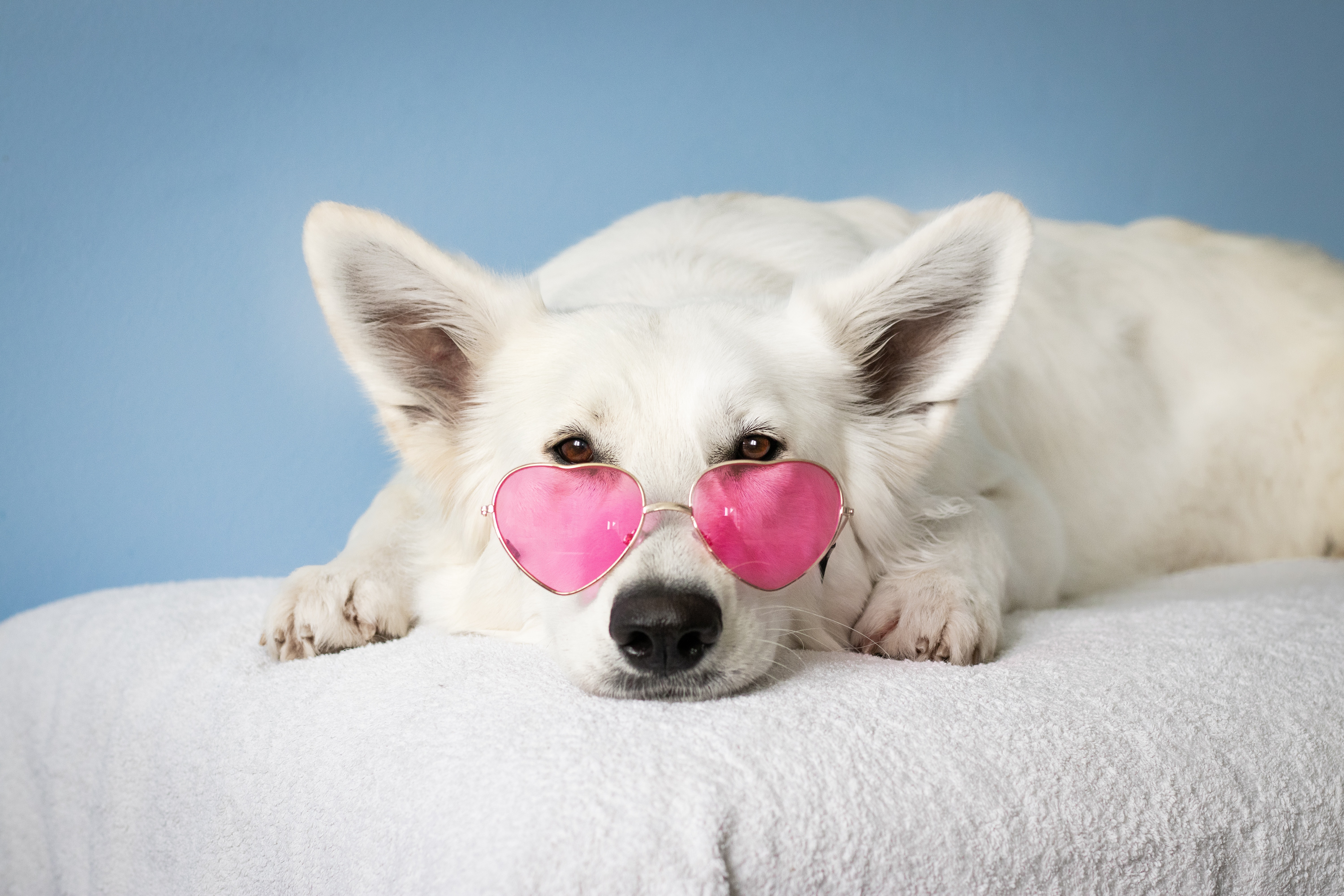 Dog relaxing in sunglasses