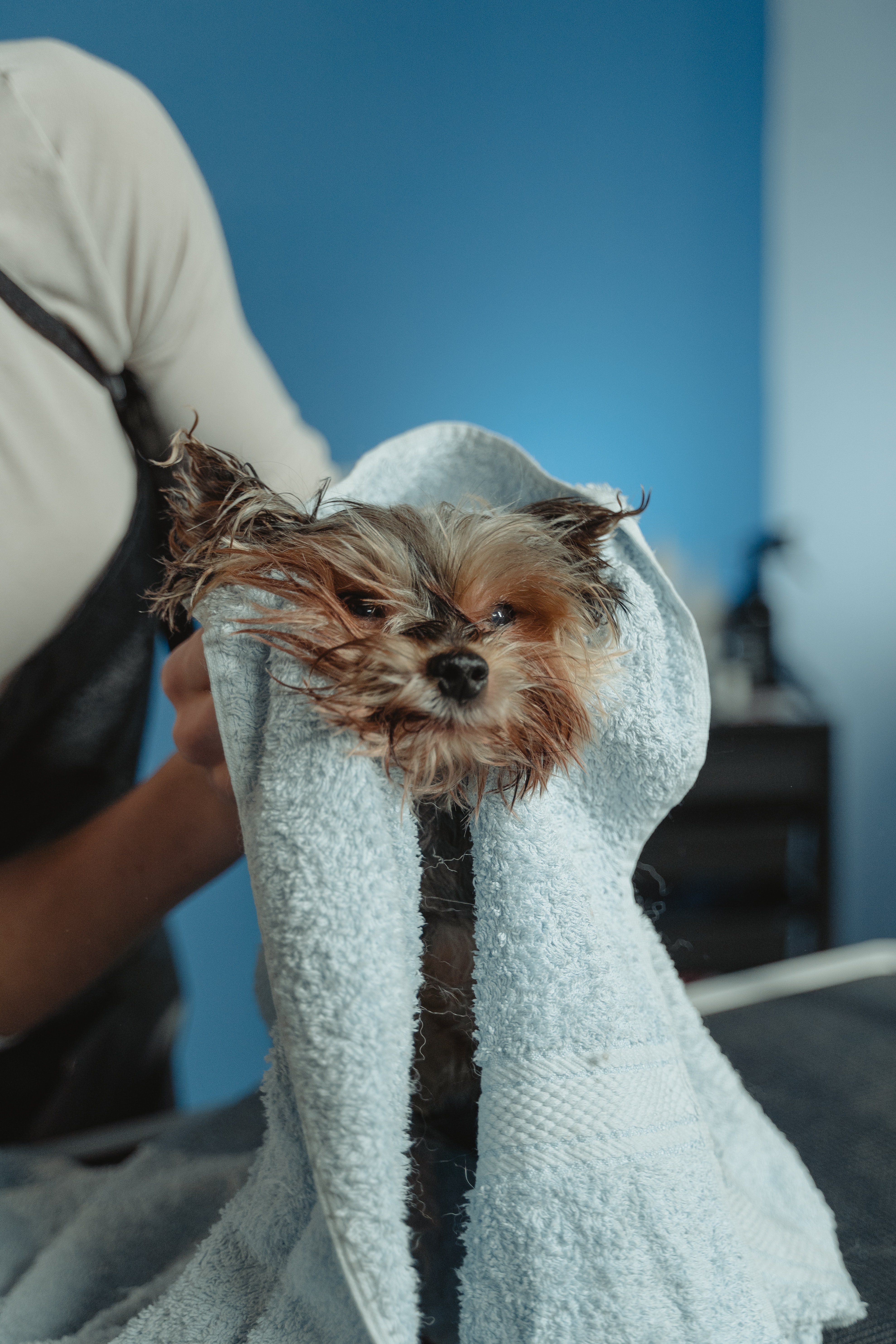 dog in towel after dog hydrotherapy